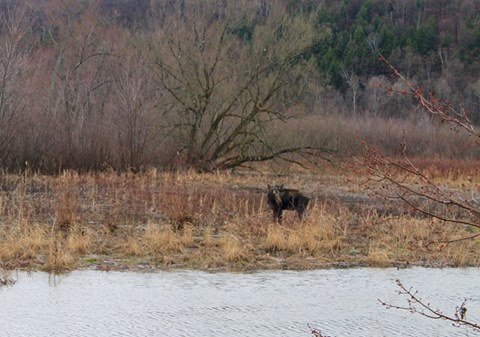 First Vermont Moose